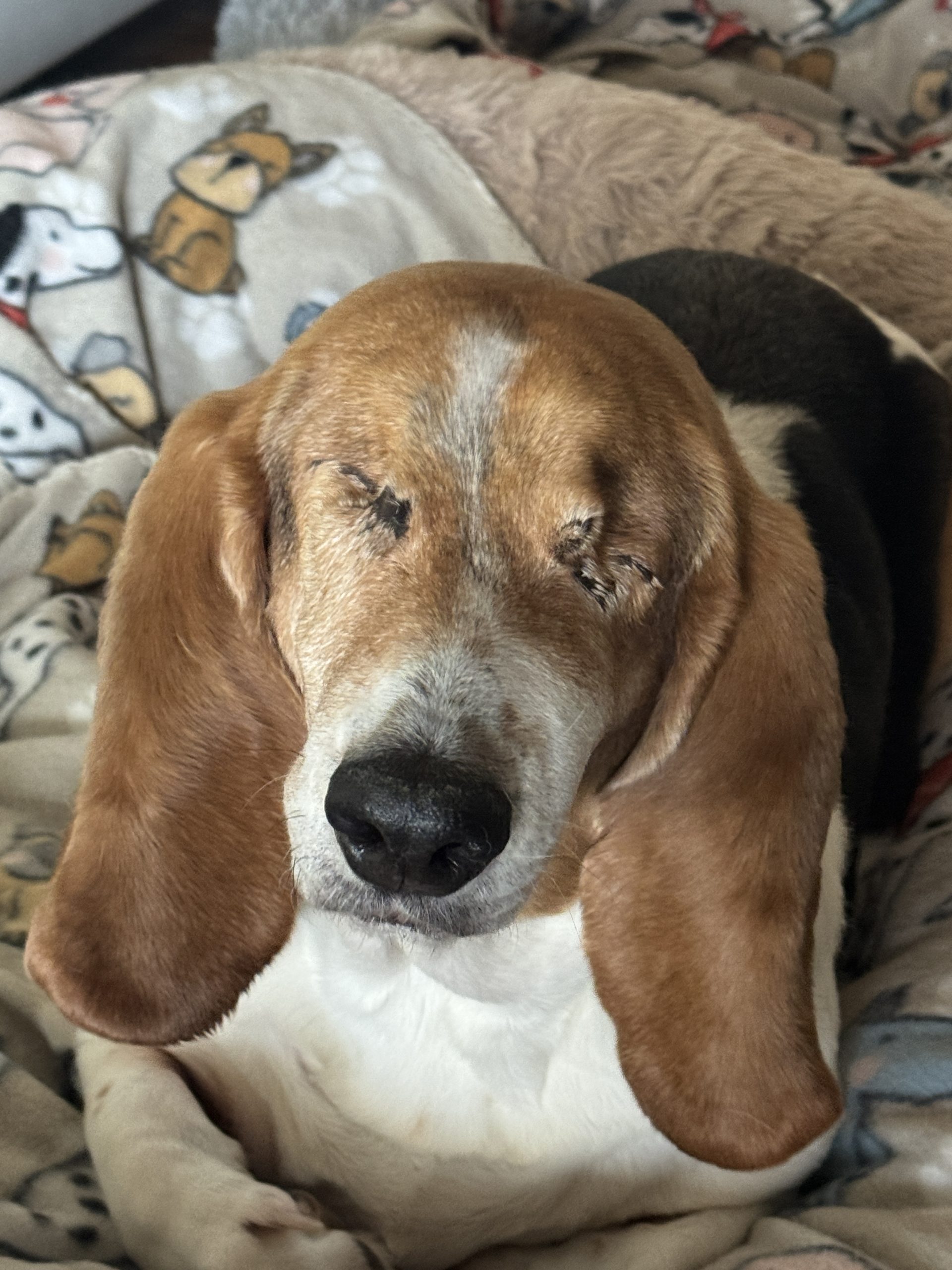 Jasmine is a rescue dog from the animal shelter