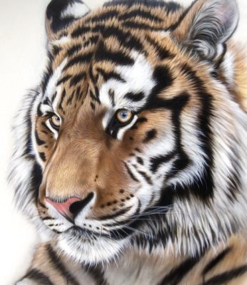 Tiger head portrait with striking amber eyes and distinctive black stripes on orange and white fur