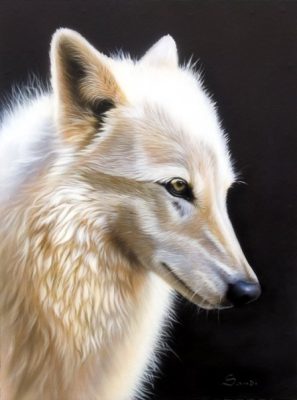 Cream and white wolf with pointed ears facing left against dark background