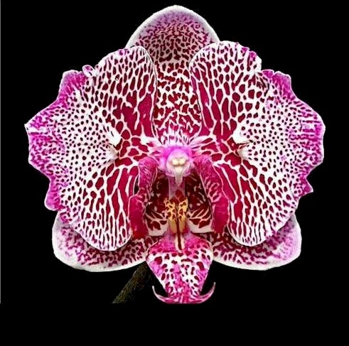Catawba Valley Orchid Society facebook image